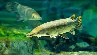 Nature Watch ----- aligator gar fish  (Atractosteus spatula)