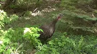 Female Wild Turkey Hen  Up Close - Cluck & Purr Wild Turkey Sounds -  very vocal