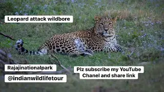 Rajaji tiger reserve leopard sighting #rajajinationalpark #trending #leopard #wildlife #wildboar 
