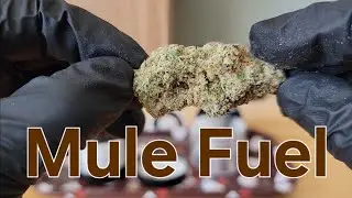 🫏 Mule Fuel ⛽ - California Gold Farm - THCa Flower Review