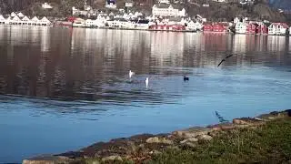 Bilder fra Flekkefjord del 3