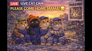 LIVE CAT CAM: Paw Crew Waiting for Mama 💔 | Cat Live Stream