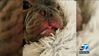 Couple says Wag! pet sitter they hired left dogs home alone for hours | ABC7