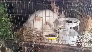 A qu&eacute; edad entran en celo las conejas