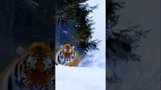 Power Off Tiger 🐯#trollface #trolledit #memes #shocking #horse #ai #help #meme #usa #aura #shorts