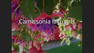 Camissonia lacustris