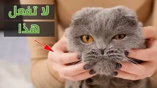 كيف تجعل قطك يحبك ويحب قربك