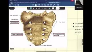 Anatomi Vertebrae, Plexus Brachialis, dan Regio Femoralis