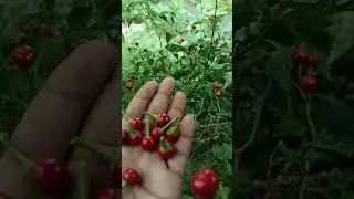 Red round chilli,gol mirchi ki kheti,#farming #mirchi#teekhi#highest production rate #viral #shorts
