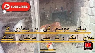 Chicken Diseases change weather Treatment in one day 🐔
