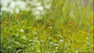 المطر مفيد للزرع ولا لا _____في دقيقتين _____