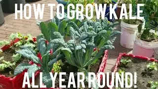 How To Grow Kale All Year Round in Containers / Complete Guide