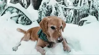 HIKING DOG MOUNTAIN | VANCOUVER, BC