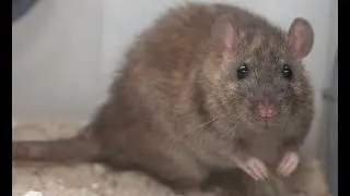 RAT QUEST