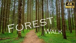 FOREST WALK IN FINLAND | LAURINM&Auml;KI NATURE TRAIL | RELAXING PIANO MUSIC