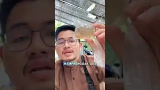 UNBOXING 1000 IKAN CUPANG UNIK! #fishkinian #fishcupang #ikancupang #bettafish #cupangindonesia