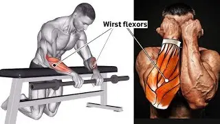 Strong Forearm Exercises to Build Muscle & Increase Grip Strength 💪 | Fast Results