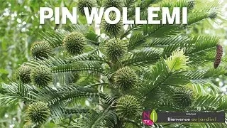EXTRAORDINAIRE HISTOIRE DU PIN WOLLEMI, ARBRE FOSSILE AUSTRALIEN QUI PEUT SE CULTIVER DANS LE JARDIN