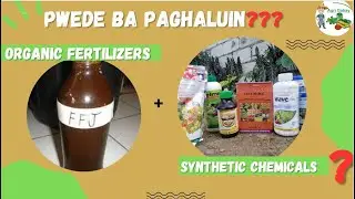 Pwede ba paghaluin ang ORGANIC FERTILIZERS at SYNTHETIC CHEMICALS (Insecticide, Fungicide etc.)???