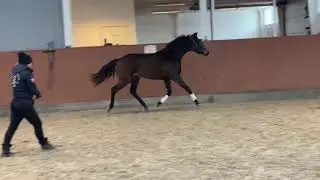 HP Timian
