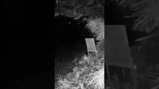 Test vid&eacute;o cam&eacute;ra chasse 4G Wolfang WT04 #wolfang #animals #hunting #nature #trailcam #wildlife