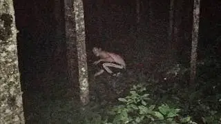 Horrors of Amazon Rainforest