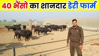 भैंसो का Hi - Tech डेरी फार्म  ll Buffalo Farm ll Dairy Farm ll Buffalo Farming