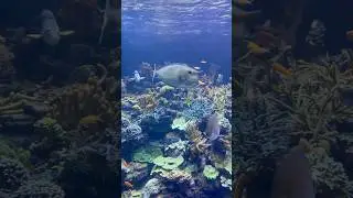 Exploring the wonders of the deep at Long Island Aquarium! 🐠✨ #discoverlongisland #travel #LINY