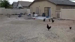 Roosters causing ruckus in county neighborhood