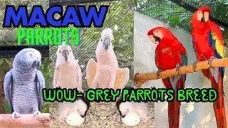 Macaw Parrots Breeding Guide | Egg Care, Cage Setup, and Food Details