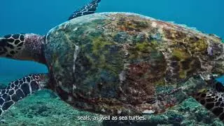 Protecting Marine Life in the Atlantic