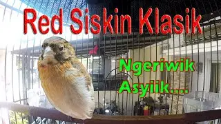 JUOSS!!! RED SISKIN NGERIWIK PAGI - PAUD 4 BULAN