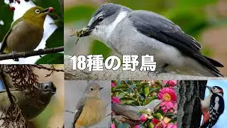 12月28日 水元公園人気の野鳥勢揃い