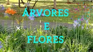 PLANTAS ÁRVORES E FLORES 