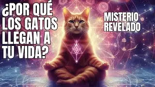 &iquest;Por qu&eacute; los gatos llegan a tu vida?