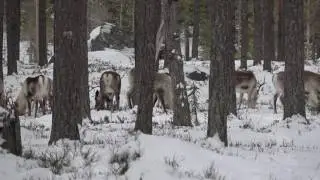 REINDEER HERDER LIFE, Stambanan