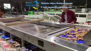 sweet potato sorter，sweet potato grader, sweet potato grading equipment