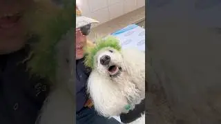 Собака-поводырь пудель путешествует повсюду с ветераном #мотивациясудьба
