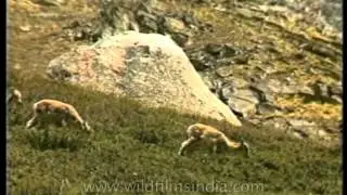 The Bharal of Gangotri National Park