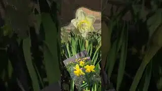 Amazing nature #shorts #short #shortvideo #flowers #nature #asmr #foryou #viral #gardener