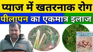 प्याज कि फसल में अधिक उत्पादन और थ्रीपस में पीलापन, झुलसा , मच्छर वाली मुख्य बीमारियों जलेबी रोग की
