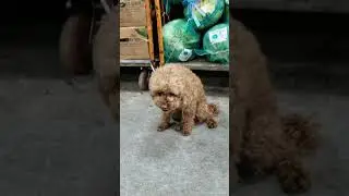 KOREA/Vigilant dog/경계하고픈 반려견