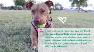 Maricopa County Animal Care and Control Success Stories