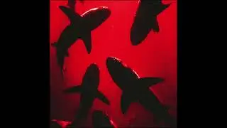 adnánius - whyb