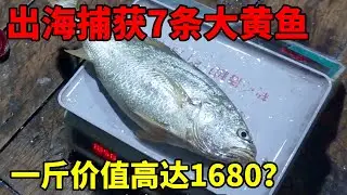 出海捕获7条大黄鱼！其中一条两斤重！这下发财啦