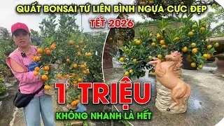 TẾT 2026 | QUẤT BONSAI CHẬU NGỰA CỰC ĐẸP TẠI VƯỜN TỨ LIÊN KHÔNG NHANH LÀ HẾT