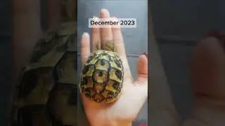 1 Year Time lapse of Pippin the tortoise (Growth) #tortoise #timelapse #growth #cuteanimal