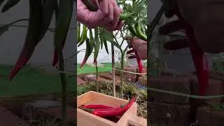 panen cabe merah dikebun#garden #food #beautiful #art #alami