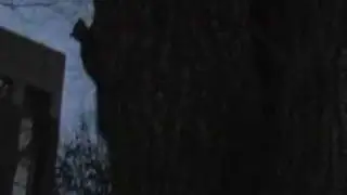 Squirrels at Night