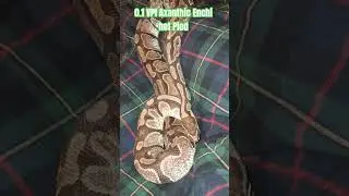 0.1 VPI Axanthic Enchi het Pied #vpi #axanthic #enchi #hetpied #viral #shorts #viralvideo #short